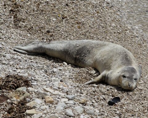 Une épave de la Seconde Guerre mondiale, refuge d'un phoque moine rare en Méditerranée