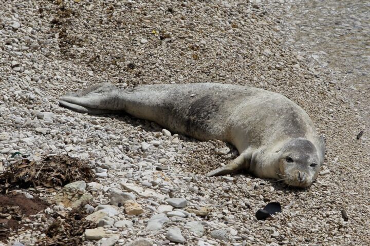 Une épave de la Seconde Guerre mondiale, refuge d'un phoque moine rare en Méditerranée