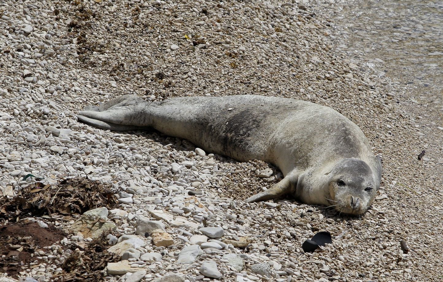 Une épave de la Seconde Guerre mondiale, refuge d'un phoque moine rare en Méditerranée