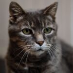 Une famille américaine découvre que leur chatte, donnée pour euthanasie, est toujours vivante
