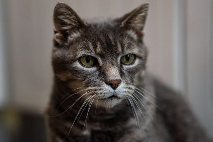Une famille américaine découvre que leur chatte, donnée pour euthanasie, est toujours vivante