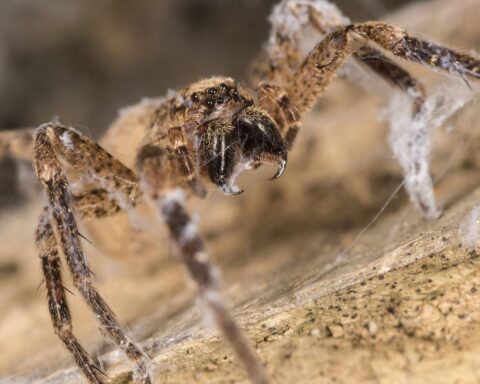 Une habitante de Riehen mordue par une araignée Nosferatu en pliant son linge