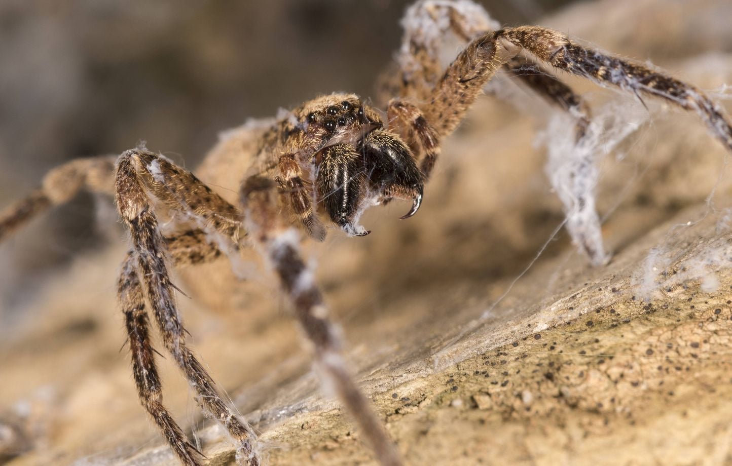Une habitante de Riehen mordue par une araignée Nosferatu en pliant son linge