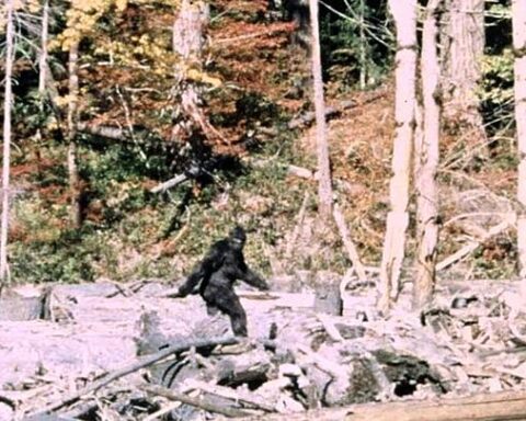 Une nouvelle vidéo relance le débat sur l'existence de Bigfoot dans un documentaire à venir