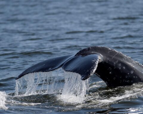 Une vidéo montre une baleine à bosse pleurant son baleineau mort-né au large de l'Australie