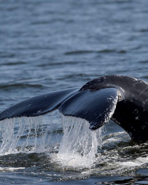 Une vidéo montre une baleine à bosse pleurant son baleineau mort-né au large de l'Australie