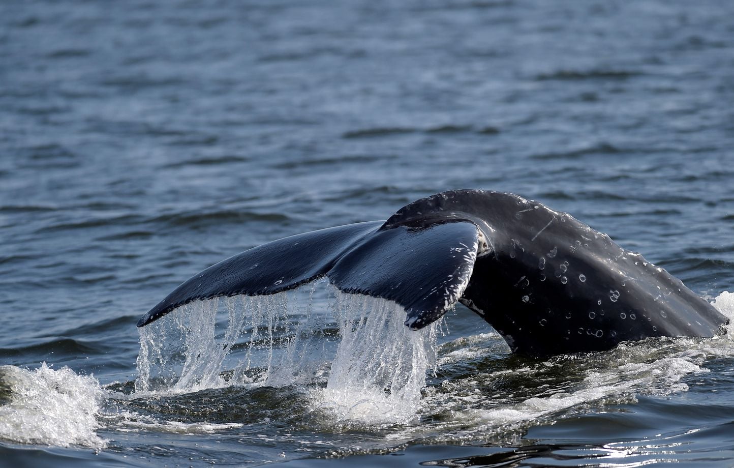 Une vidéo montre une baleine à bosse pleurant son baleineau mort-né au large de l'Australie