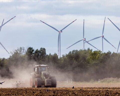 Vague de chaleur : des récoltes historiques de maïs, betteraves et pommes de terre en baisse en France