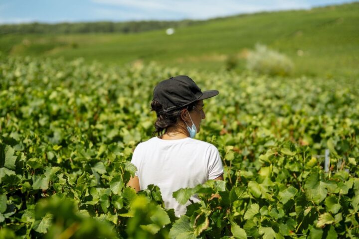 Vaucluse : l'agriculture résiliente se teste dans un domaine expérimental de Piolenc