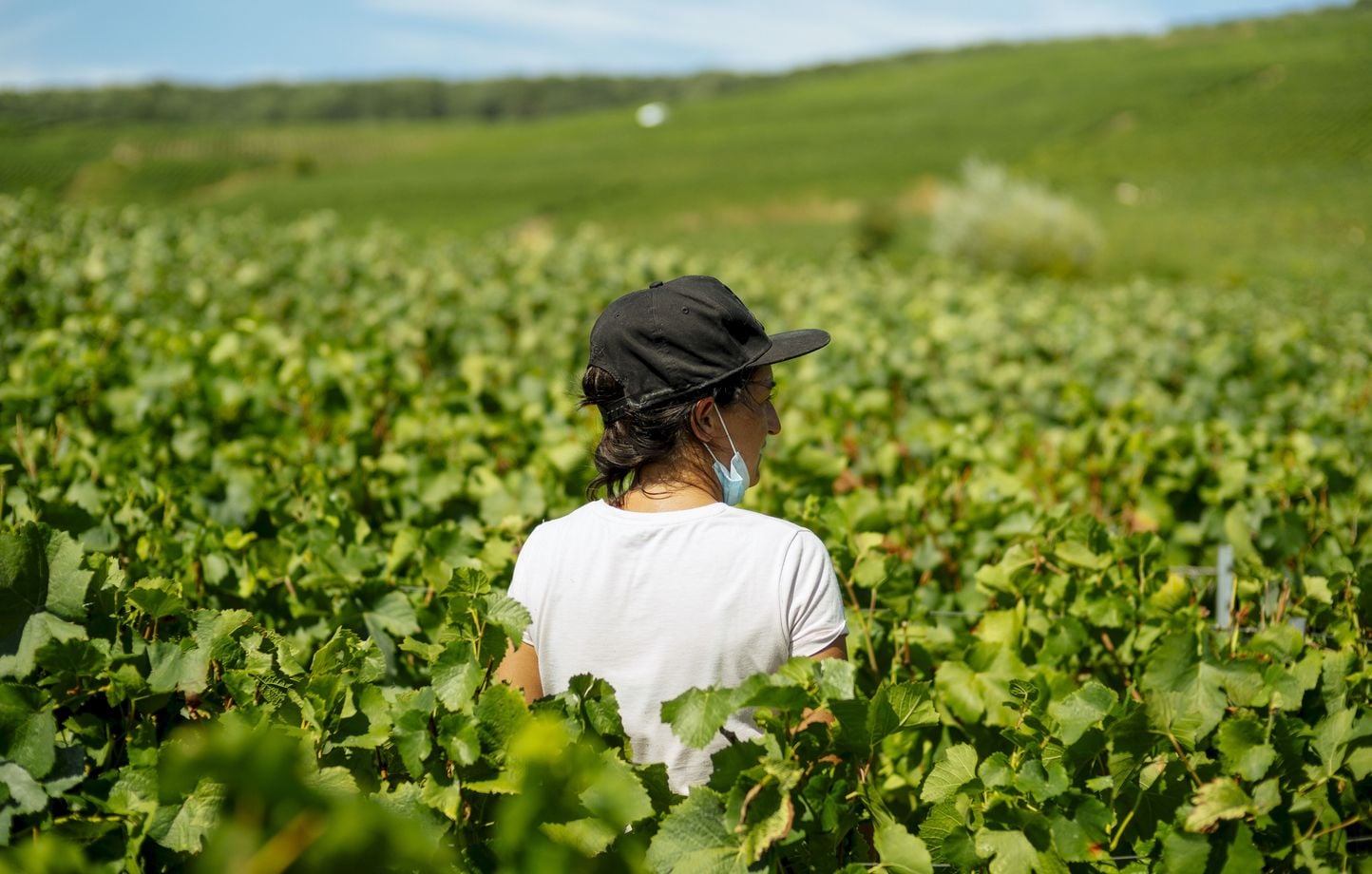 Vaucluse : l'agriculture résiliente se teste dans un domaine expérimental de Piolenc