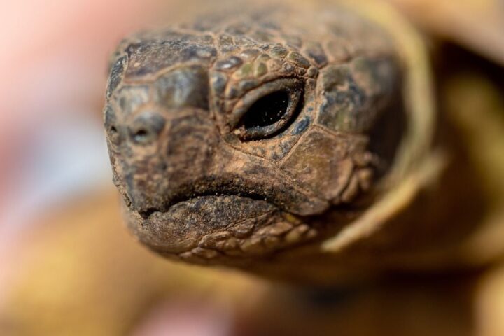 À Carnoules, un bébé tortue bicéphale reçoit des soins pour sa survie incertaine