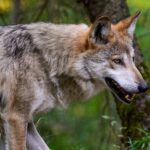 Augmentation imminente du quota de loups abattus à 23 % en France sous la pression des éleveurs