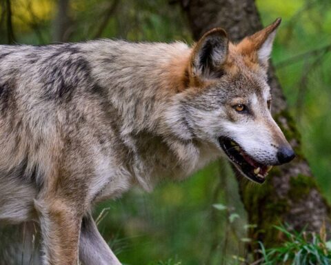 Augmentation imminente du quota de loups abattus à 23 % en France sous la pression des éleveurs