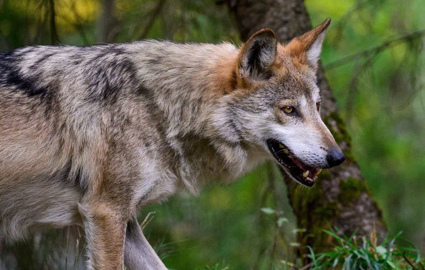 Augmentation imminente du quota de loups abattus à 23 % en France sous la pression des éleveurs