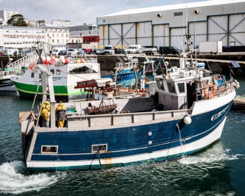 Calvados : la pêche à la coquille Saint-Jacques reprend avec une récolte inférieure aux attentes