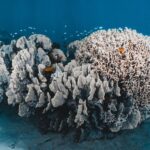 Changement climatique : 96 % des récifs coralliens menacés d’extinction d’ici 50 ans selon l’UICN