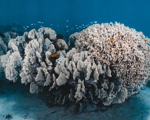 Changement climatique : 96 % des récifs coralliens menacés d’extinction d’ici 50 ans selon l’UICN