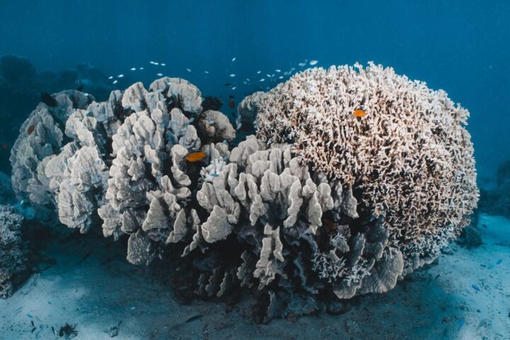 Changement climatique : 96 % des récifs coralliens menacés d’extinction d’ici 50 ans selon l’UICN