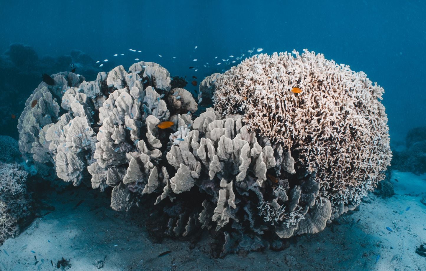 Changement climatique : 96 % des récifs coralliens menacés d’extinction d’ici 50 ans selon l’UICN 1 Changement climatique : 96 % des récifs coralliens menacés d’extinction d’ici 50 ans selon l’UICN