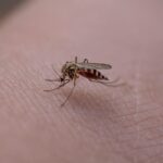Côte-d'Or : la persistance des moustiques en octobre suscite l'inquiétude des habitants