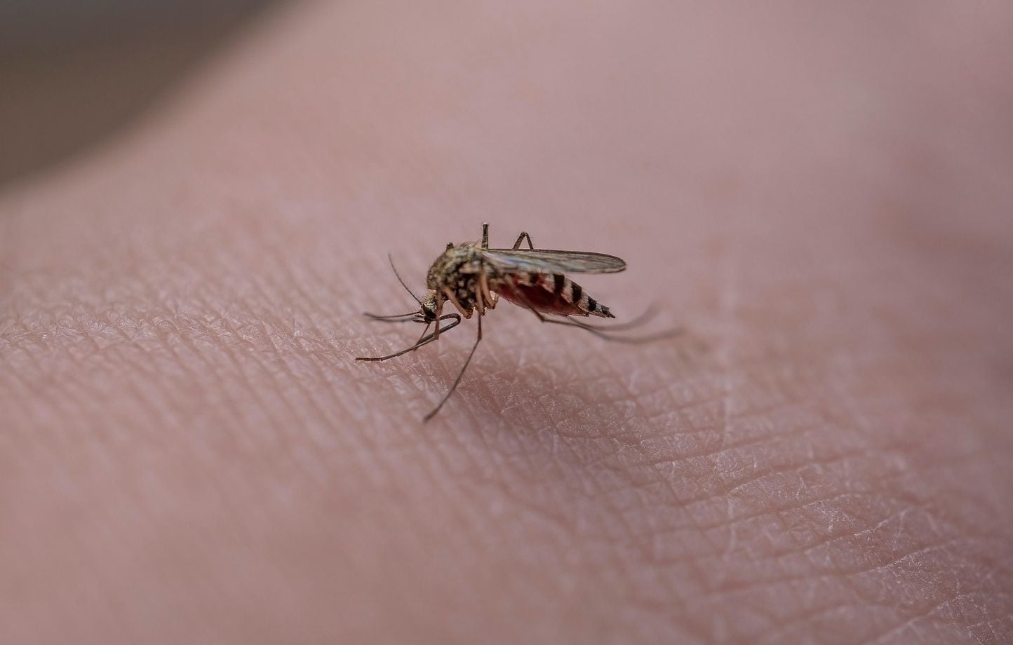 Côte-d'Or : la persistance des moustiques en octobre suscite l'inquiétude des habitants