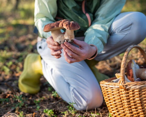 Cueillette de champignons : 700 intoxications en France, conseils pour éviter les risques