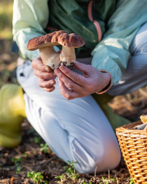 Cueillette de champignons : 700 intoxications en France, conseils pour éviter les risques