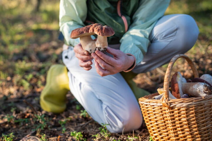 Cueillette de champignons : 700 intoxications en France, conseils pour éviter les risques