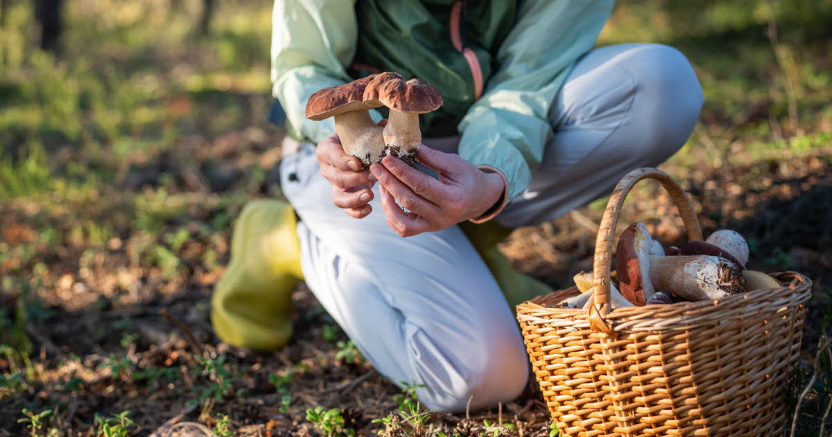 Cueillette de champignons : 700 intoxications en France, conseils pour éviter les risques 1 Cueillette de champignons : 700 intoxications en France, conseils pour éviter les risques