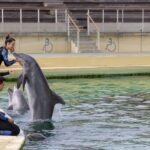 Des associations dénoncent la mort de Rocky, un dauphin transféré du Marineland vers l'Espagne