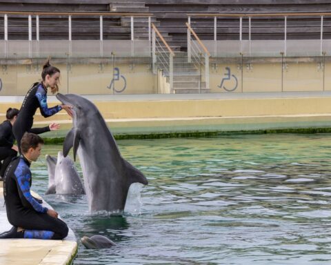 Des associations dénoncent la mort de Rocky, un dauphin transféré du Marineland vers l'Espagne
