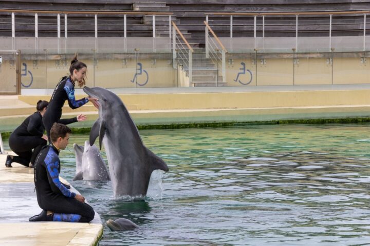 Des associations dénoncent la mort de Rocky, un dauphin transféré du Marineland vers l'Espagne