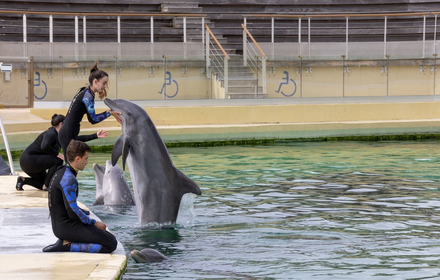 Des associations dénoncent la mort de Rocky, un dauphin transféré du Marineland vers l'Espagne
