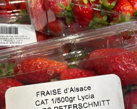 Des fraises alsaciennes récoltées en octobre en raison du réchauffement climatique