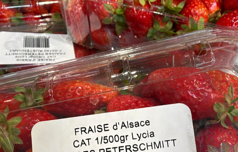 Des fraises alsaciennes récoltées en octobre en raison du réchauffement climatique 1 Des fraises alsaciennes récoltées en octobre en raison du réchauffement climatique