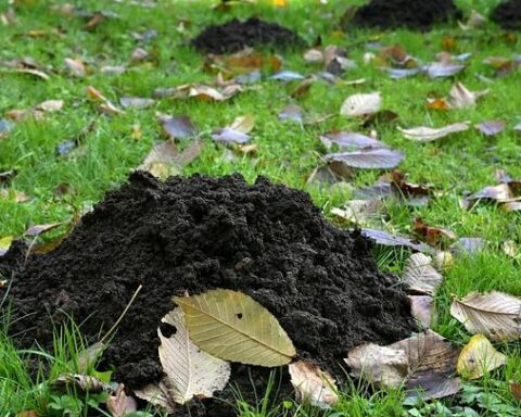 Des taupes révèlent un site médiéval enfoui près de Bruges en Belgique
