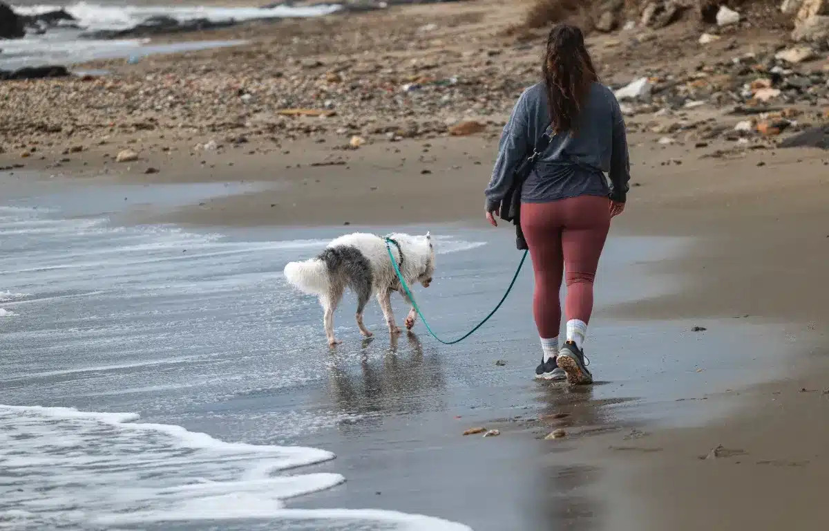 Elle quitte l'enseignement pour se consacrer à sa carrière de promeneuse de chiens et génère un revenu de 6763 dollars par mois en travaillant seulement 20 heures par semaine.