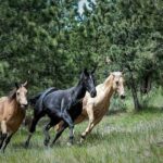 En avril 1945, des soldats américains et allemands collaborent pour sauver 600 chevaux menacés par l'avancée soviétique