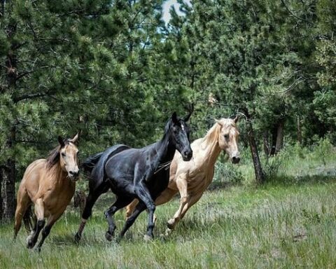 En avril 1945, des soldats américains et allemands collaborent pour sauver 600 chevaux menacés par l'avancée soviétique