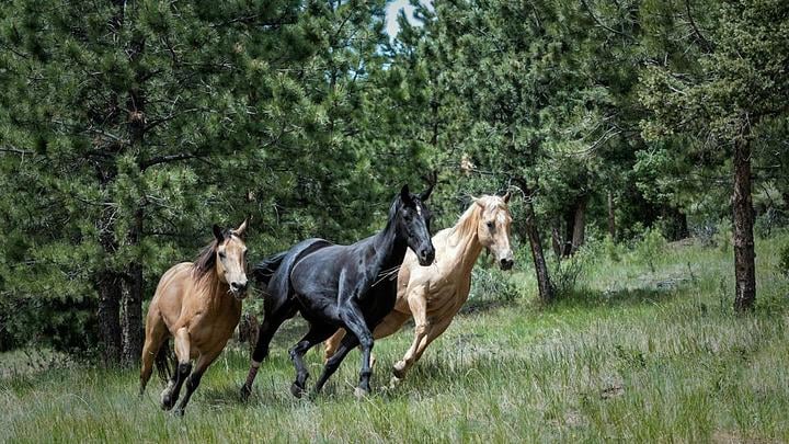 En avril 1945, des soldats américains et allemands collaborent pour sauver 600 chevaux menacés par l'avancée soviétique 1 En avril 1945, des soldats américains et allemands collaborent pour sauver 600 chevaux menacés par l'avancée soviétique