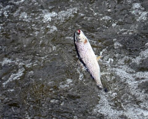 Environ 300.000 euros investis pour une passe à poissons près du barrage de Trézelles