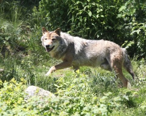 Isère : 54 brebis tuées par des loups dans le Vercors, les éleveurs en colère
