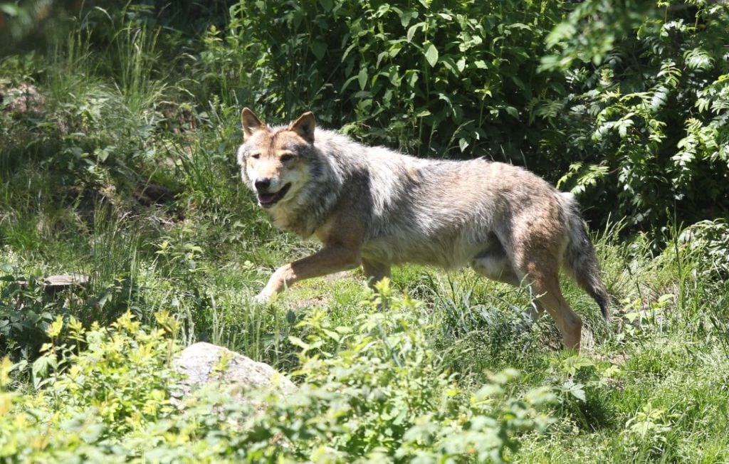 Isère : 54 brebis tuées par des loups dans le Vercors, les éleveurs en colère