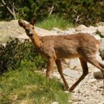 La chasse pourrait reprendre dès 2027 dans les zones incendiées du massif de Fontainebleau