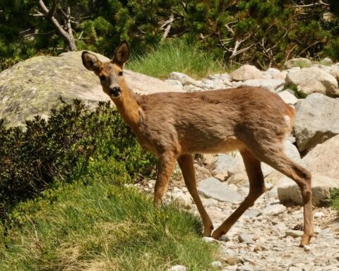 La chasse pourrait reprendre dès 2027 dans les zones incendiées du massif de Fontainebleau