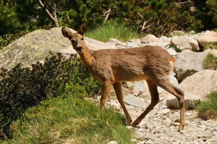 La chasse pourrait reprendre dès 2027 dans les zones incendiées du massif de Fontainebleau