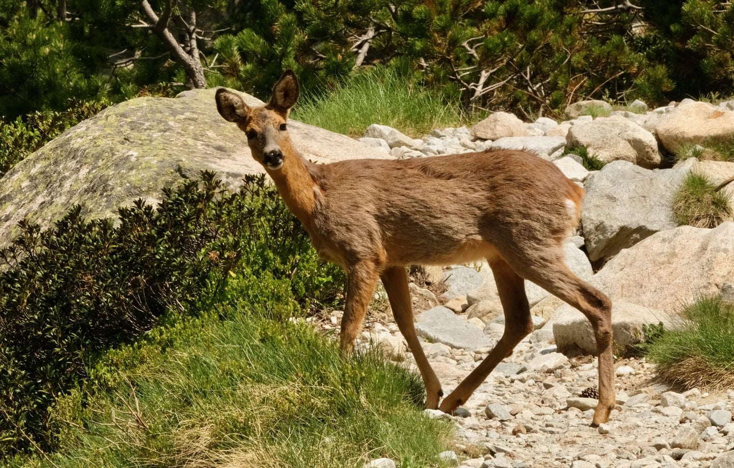 La chasse pourrait reprendre dès 2027 dans les zones incendiées du massif de Fontainebleau 1 La chasse pourrait reprendre dès 2027 dans les zones incendiées du massif de Fontainebleau
