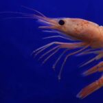 La crevette grise de la baie de Somme devient de plus en plus rare et petite