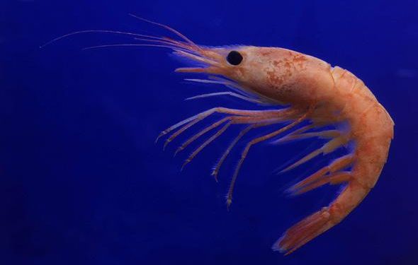 La crevette grise de la baie de Somme devient de plus en plus rare et petite
