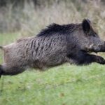 La France enregistre plus d'un million de sangliers tués lors de la dernière saison de chasse